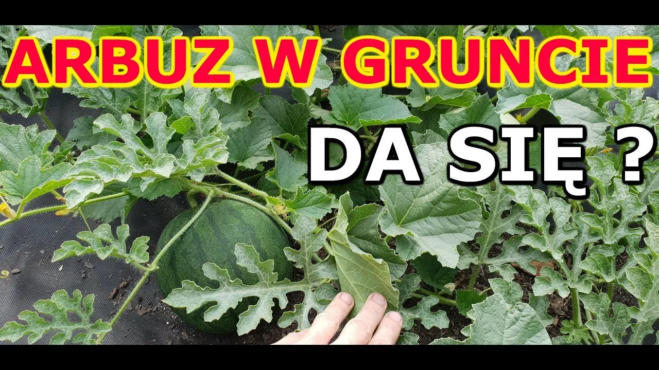Zdjęcie Jak uprawiać arbuzy w gruncie - uniknij najczęstszych błędów