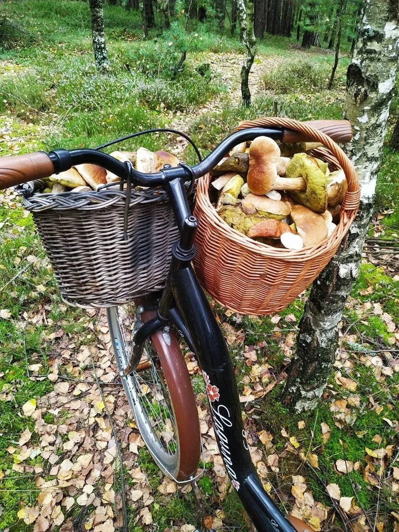 Zdjęcie Jakie grzyby w lesie świerkowym: poznaj jadalne i trujące gatunki