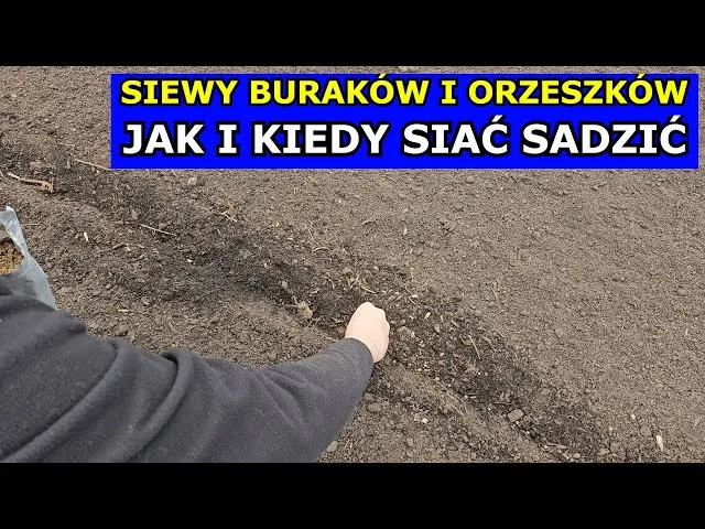 Zdjęcie Sezon na buraki kiedy - poznaj najlepszy czas na siew i zbiory