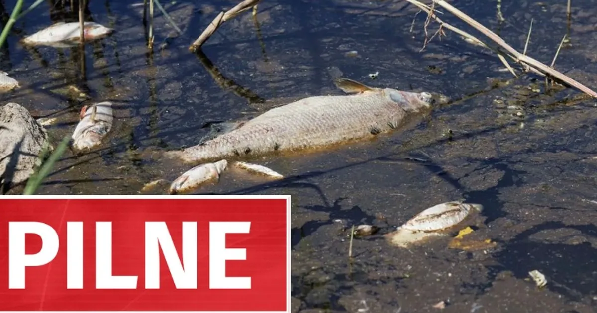 Zdjęcie Rtęć w Odrze skąd się wzięła – niebezpieczne źródła zanieczyszczenia