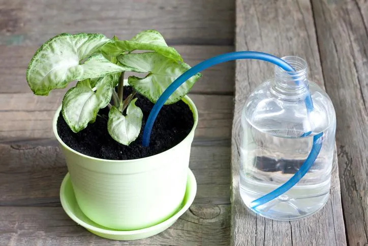 Zdjęcie Cómo regar las plantas en vacaciones y mantenerlas saludables