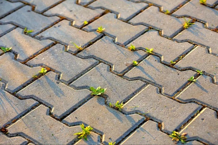 Zdjęcie Skuteczne sposoby na to, jak wyczyścić kostkę brukową z mchu