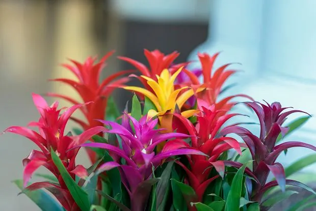 Zdjęcie Jak często podlewać kwiat bromelia, aby uniknąć problemów z wilgocią?