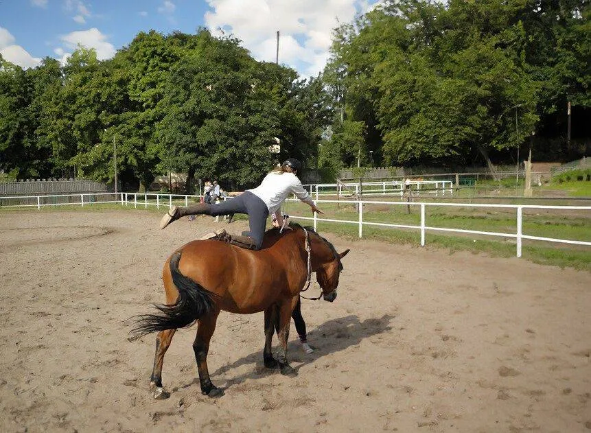 Zdjęcie Stadnina koni Nowęcin: najlepsze jazdy konne i obozy jeździeckie