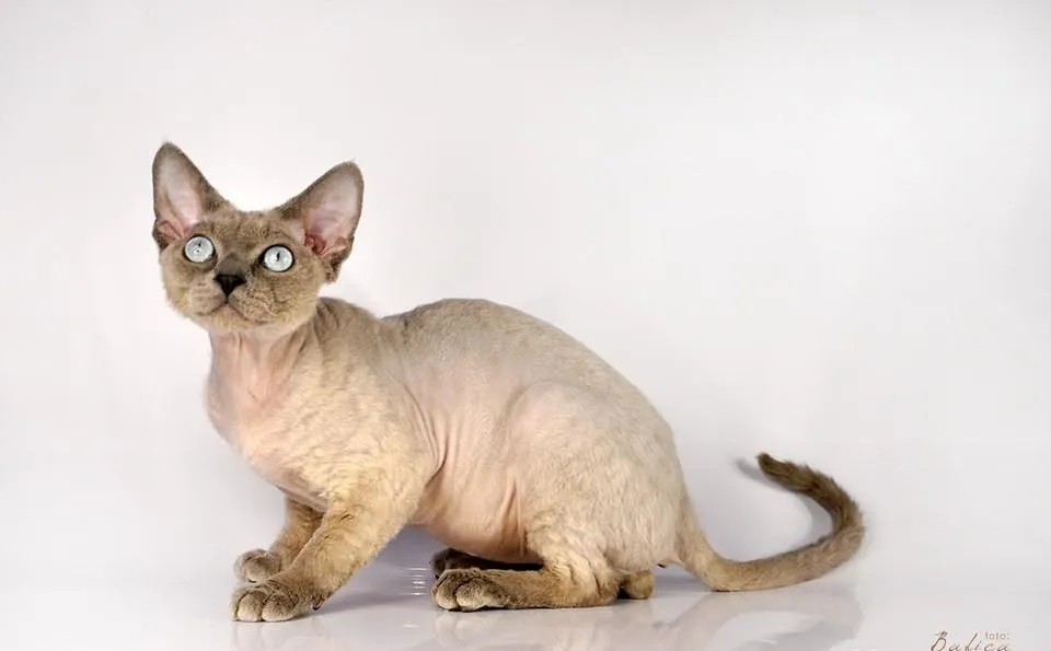 Zdjęcie Reproduktor Devon Rex: Cechy, cena i dostępność w Polsce