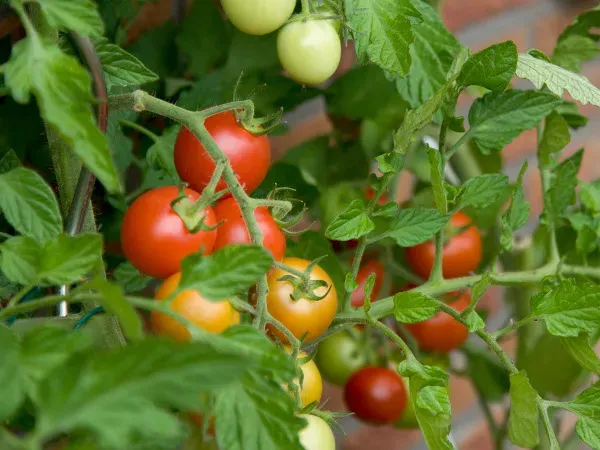 Zdjęcie Jak uprawiać pomidory na balkonie – proste sposoby na sukces