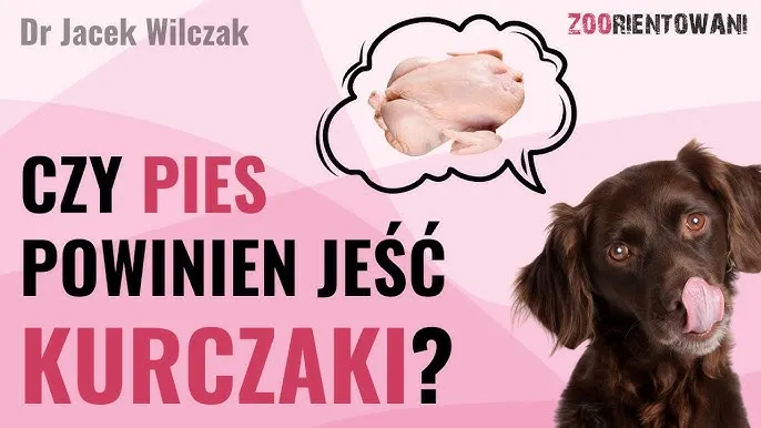Zdjęcie Czy pies może jeść kurczaka? Sprawdź, co musisz wiedzieć o diecie psa