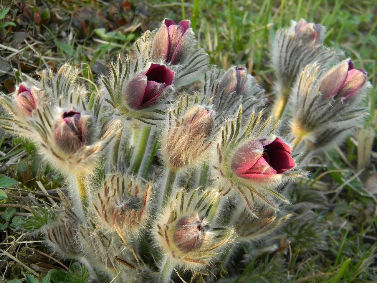 Problemy z kwitnieniem sasanek