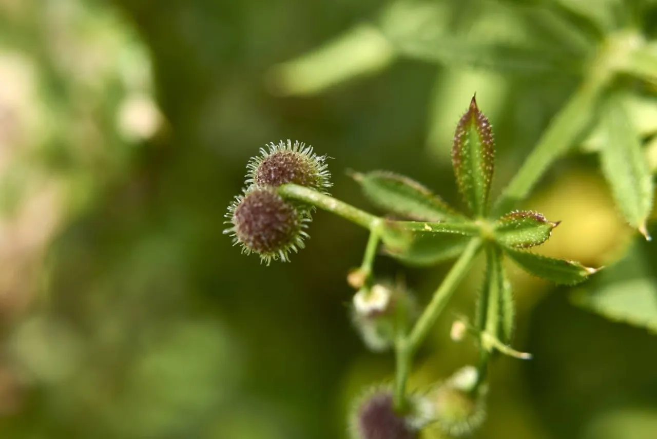 Ręczne pielenie przytulii czepnej