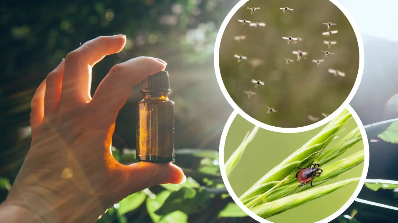 Kleszcze zagrożenie las łąka