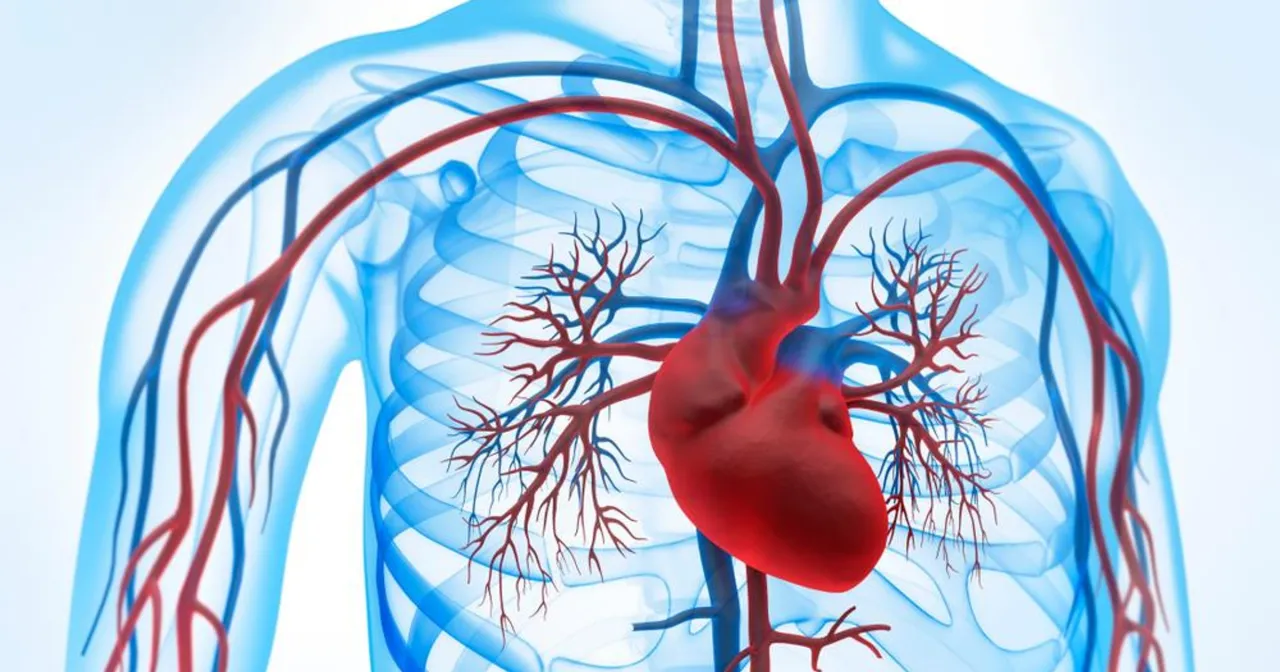 Serce i naczynia krwionośne. Gdzie kończy się aorta, tam zaczyna się życie.