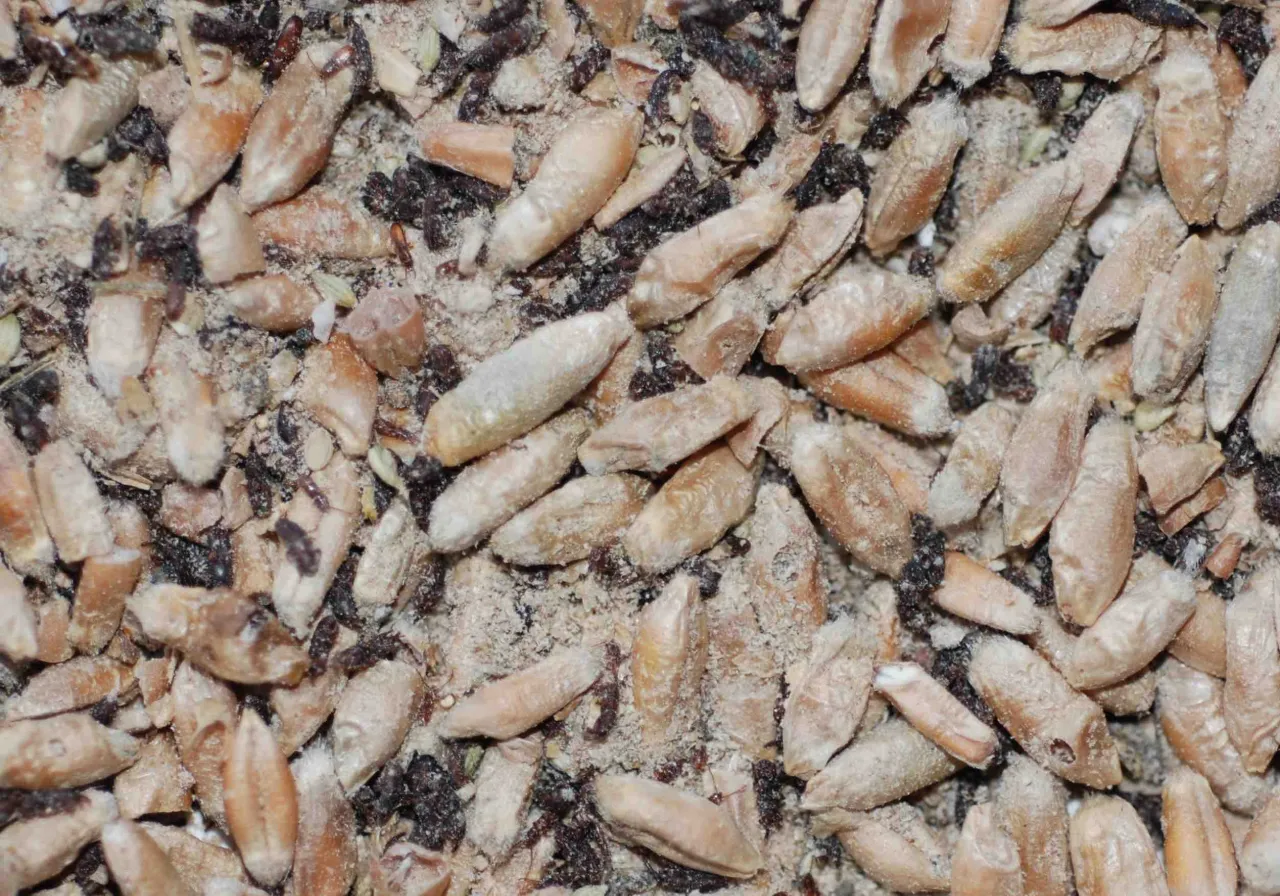 Zanieczyszczona mąka wołek zbożowy