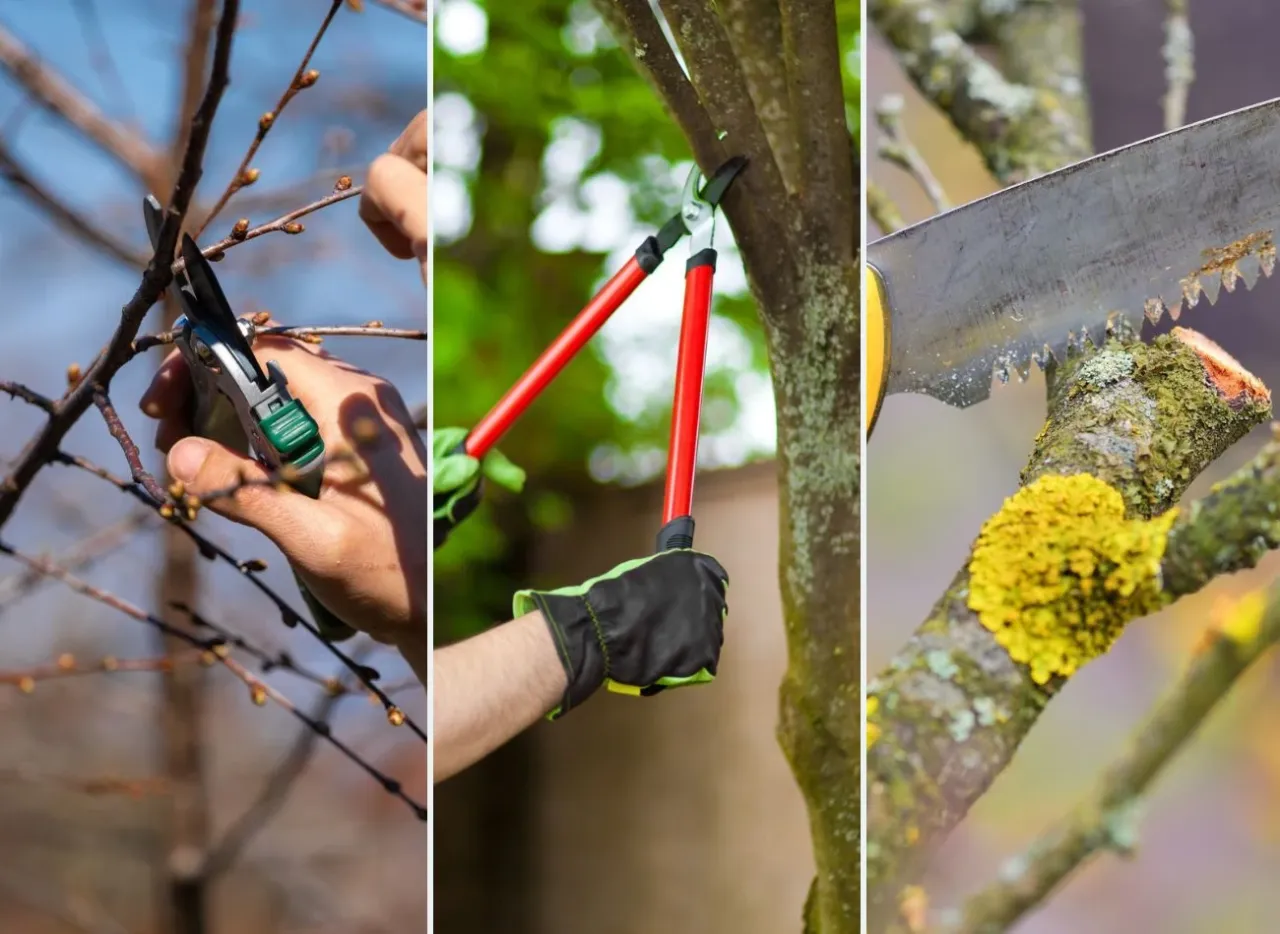 błędy w przycinaniu krzew&oacute;w