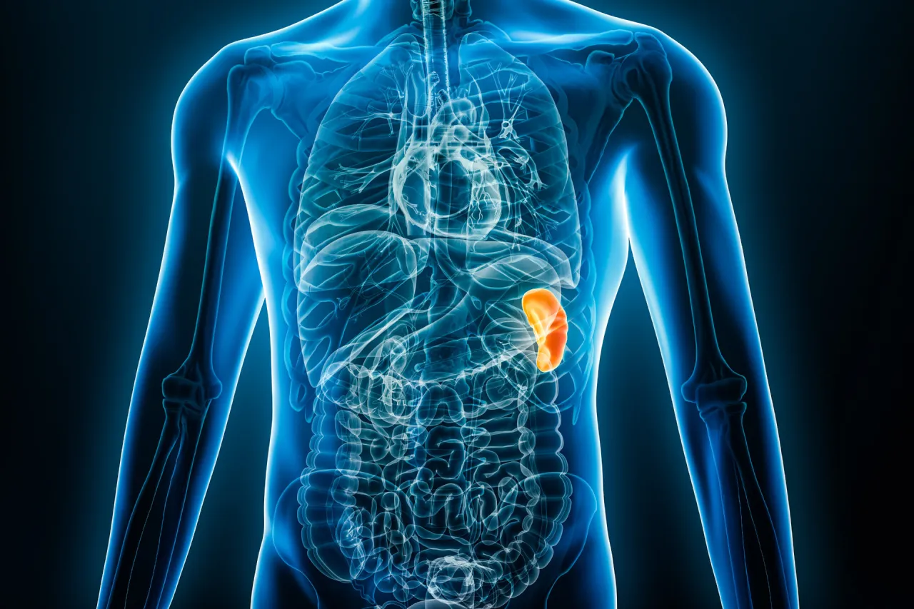 Proces filtrowania krwi w śledzionie
