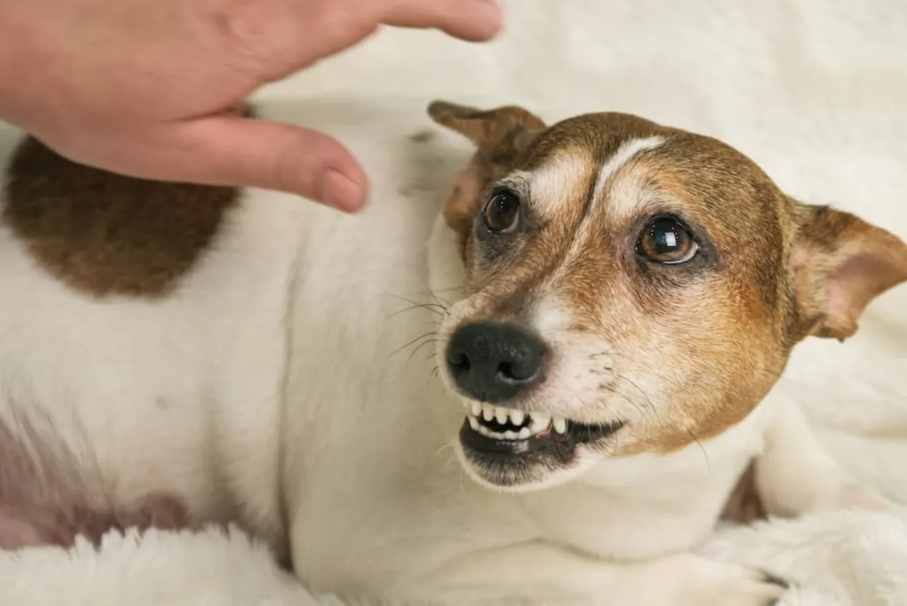 pies agresywny, właściciel szuka pomocy