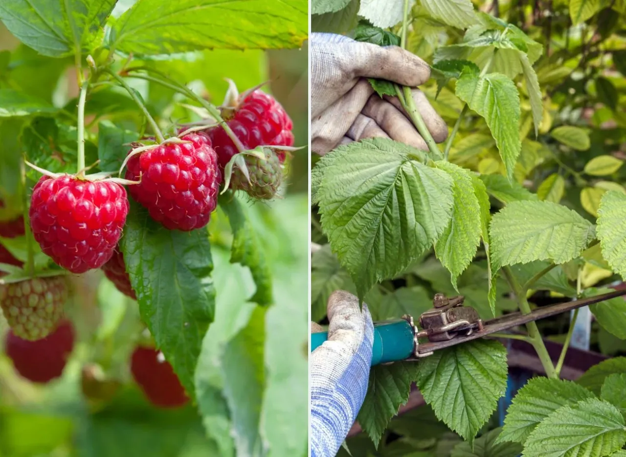 Kiedy przycinać maliny i jak? Na zdjęciu dojrzałe owoce i ręka w rękawicy z sekatorem przy pędzie malin.