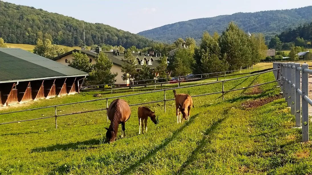 konie huculskie w Beskidzie Niskim