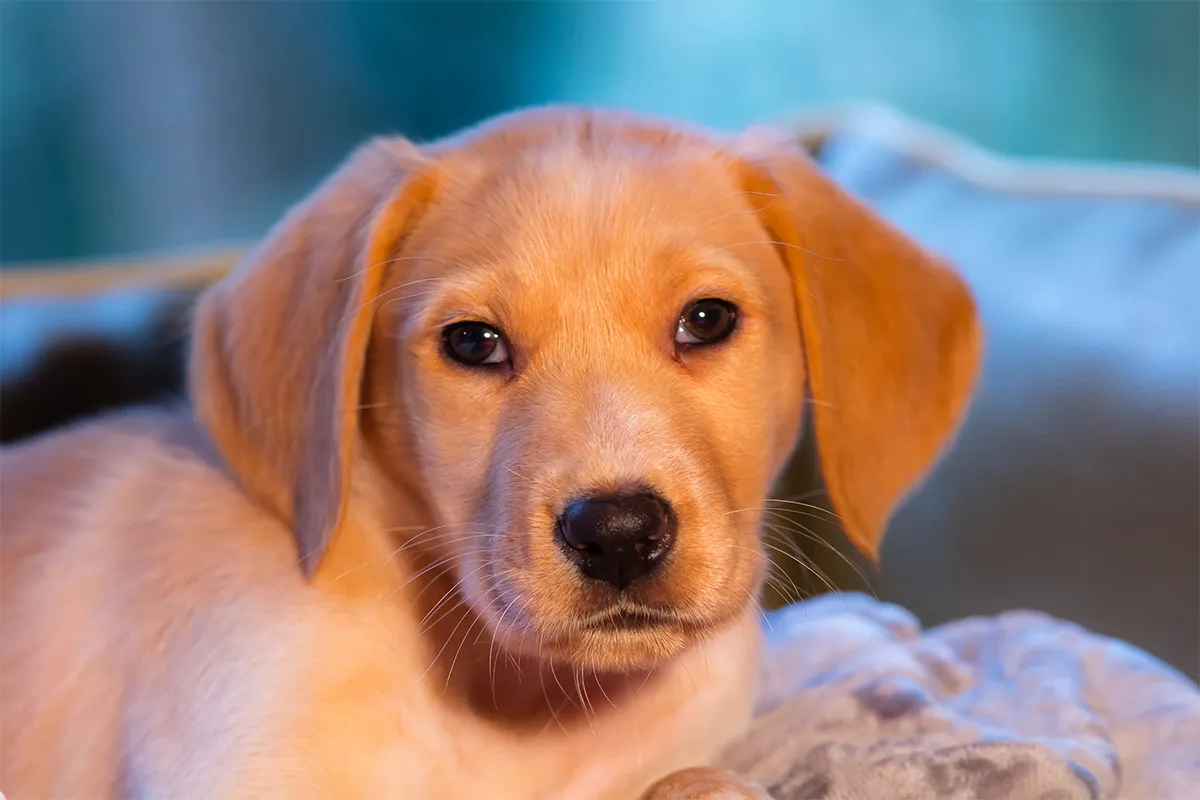 Uroczy szczeniak z rudym futerkiem. Zastanawiasz się, ile kosztują tabletki na odrobaczanie psa, by zapewnić mu zdrowie?