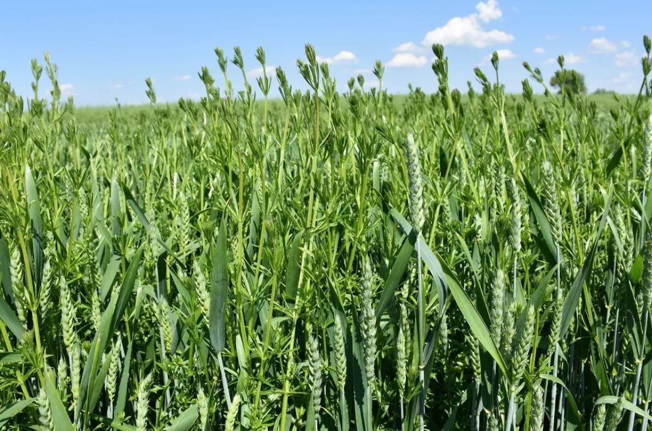 chwasty w zbożu konkurencja