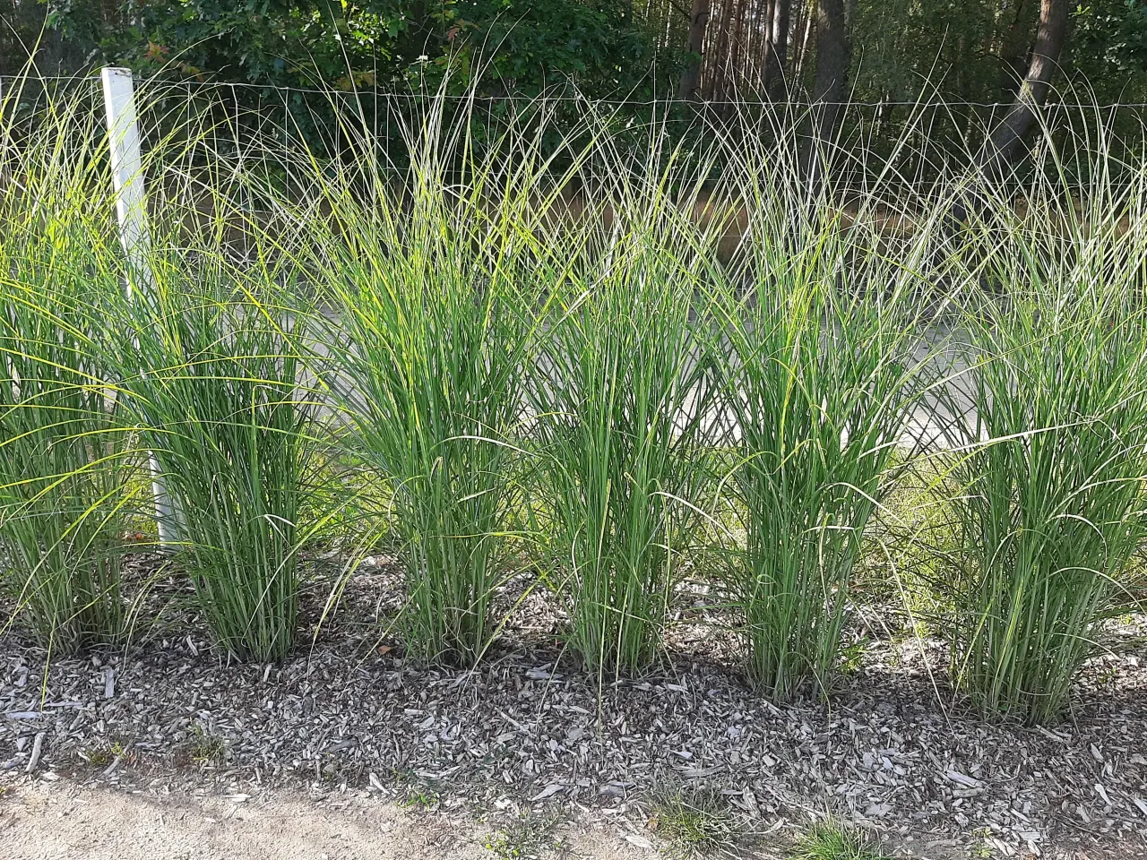 szybko rosnące pnącza na płocie miskanty przy ogrodzeniu