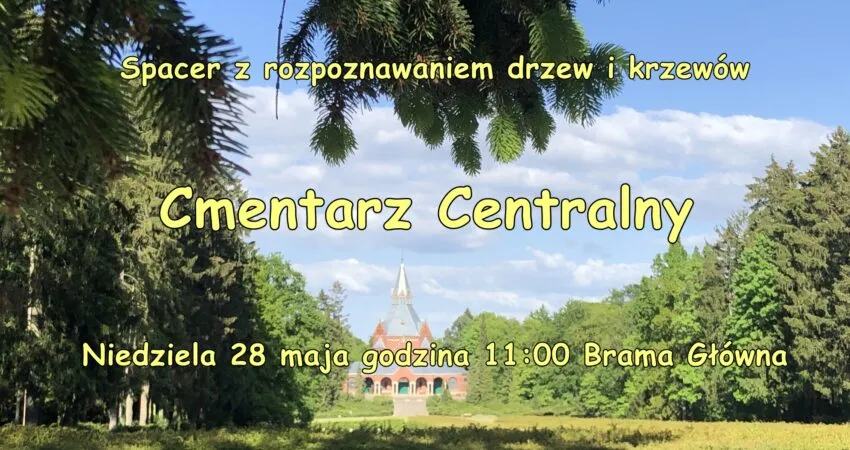Rzadkie drzewa Cmentarz Centralny Szczecin park dendrologiczny