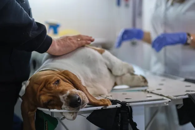 smutny pies u weterynarza