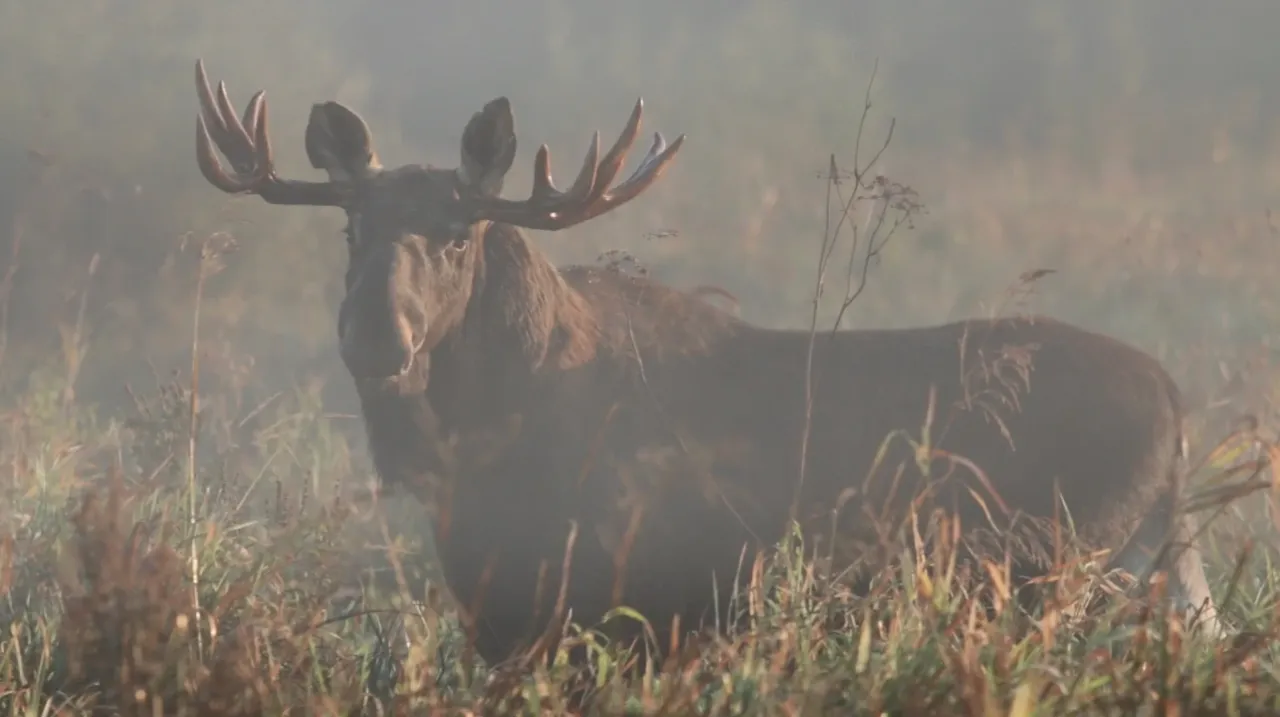 Łoś na Czerwonym Bagnie Biebrzański Park Narodowy