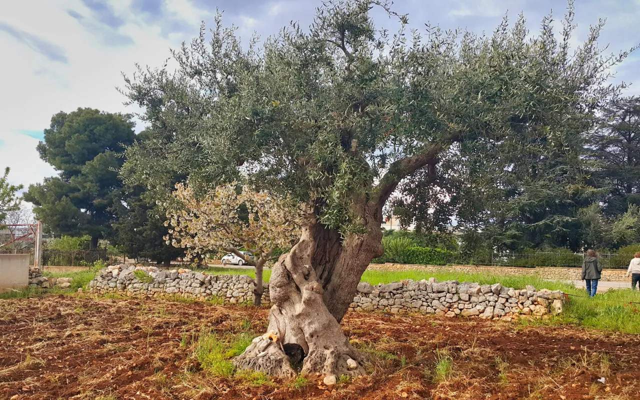 oliwki gaje oliwne kraje śr&oacute;dziemnomorskie
