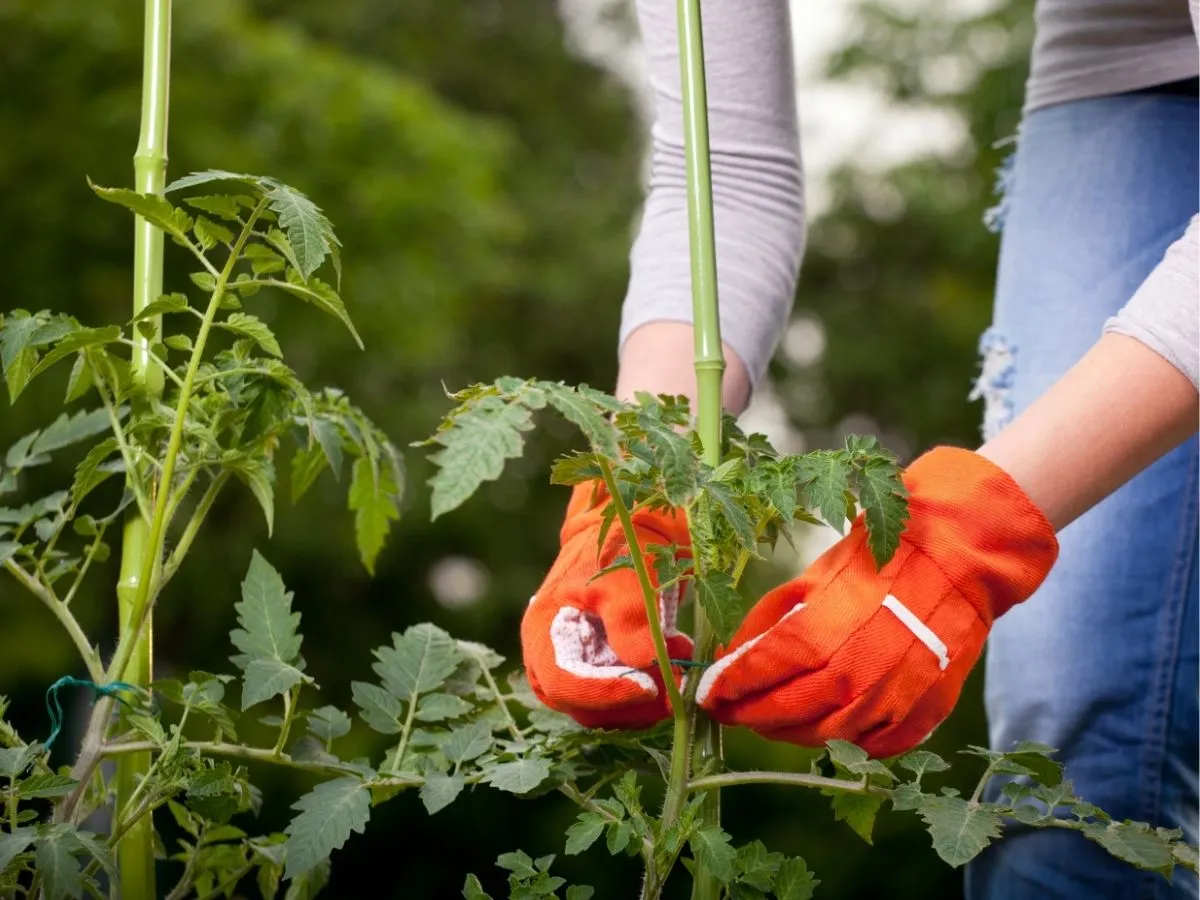 Ręce w pomarańczowych rękawiczkach podwiązują łodygę pomidora do bambusowego palika. To prosty sposób, jak podwiązać pomidory w doniczce, by rosły prosto.