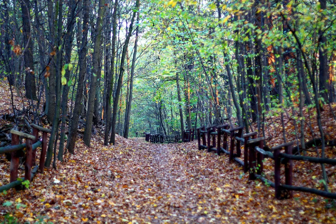 Las Bielański wiosną zawilce dęby