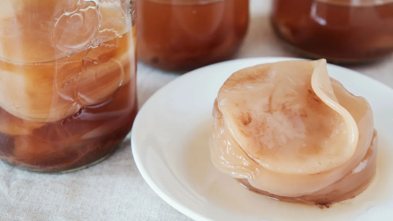 SCOBY kombucha wygląd