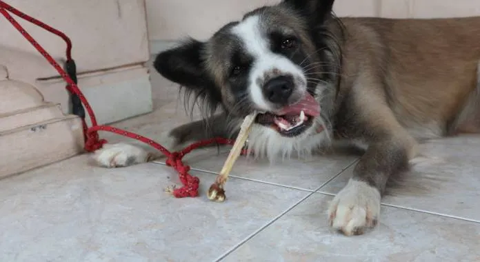 pies po zjedzeniu kości wieprzowej u weterynarza