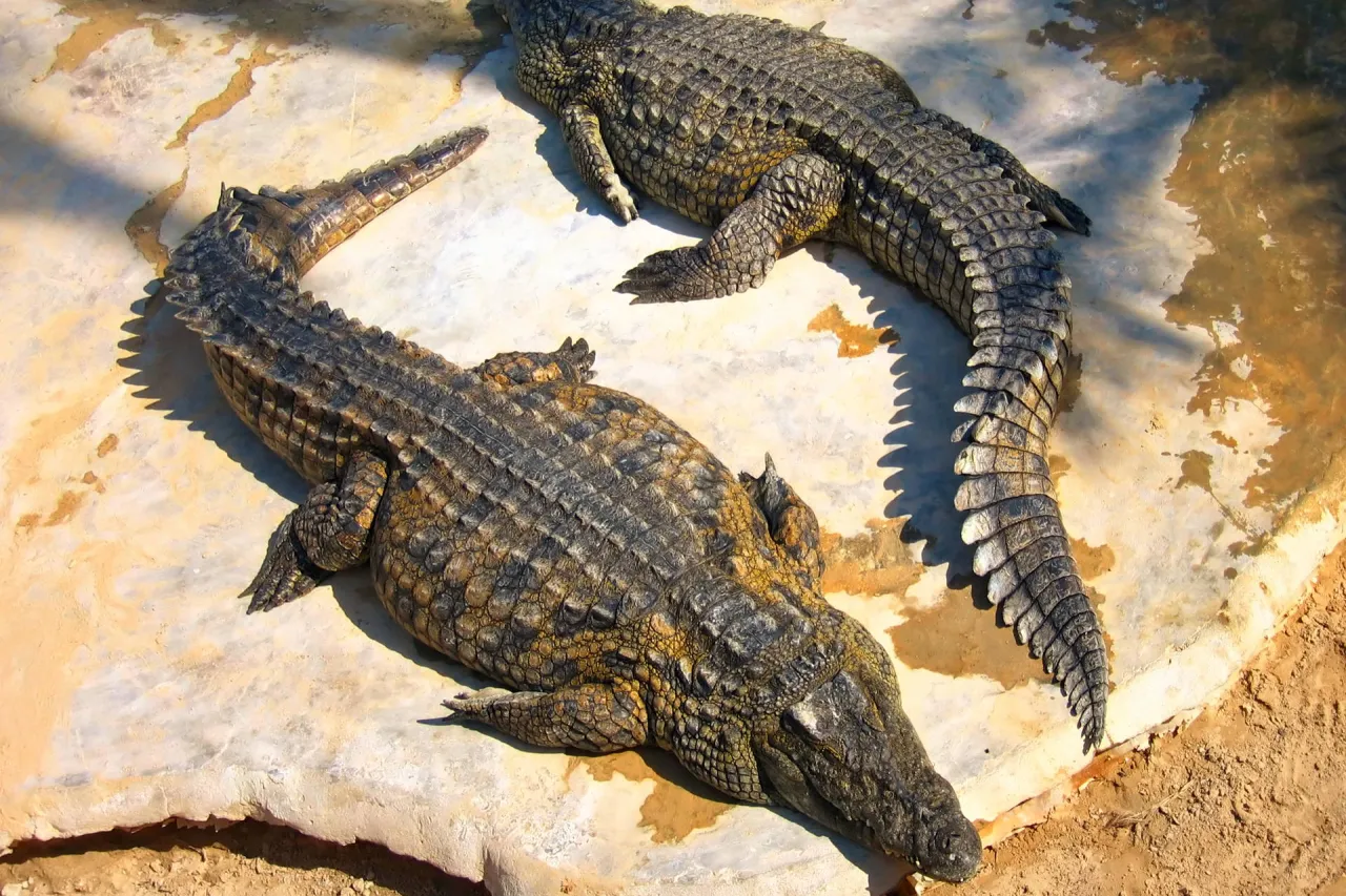 Djerba Explore Park farma krokodyli Tunezja