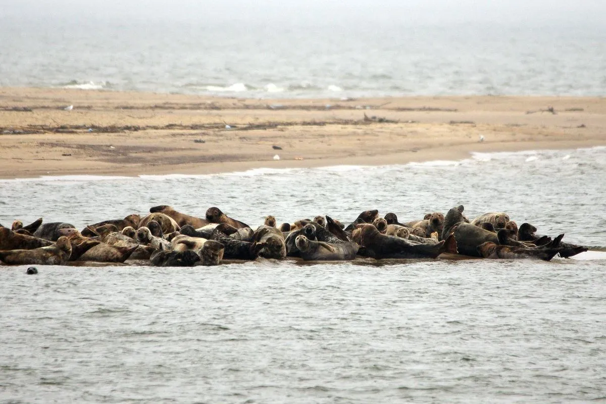 Stado fok wylegujących się na piasku. Takie widoki, gdzie można zobaczyć foki w Polsce, oferuje Półwysep Helski.