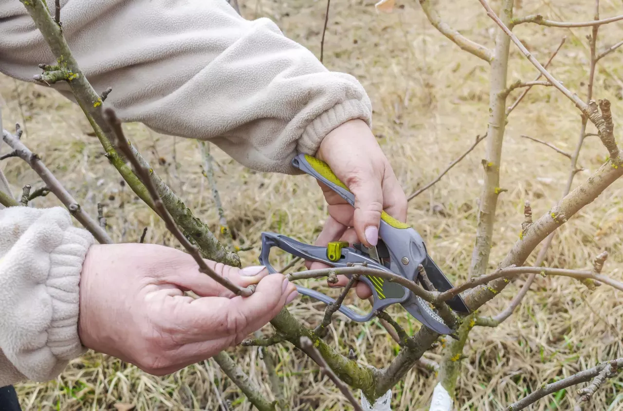 Terminy cięcia jabłoni kalendarz