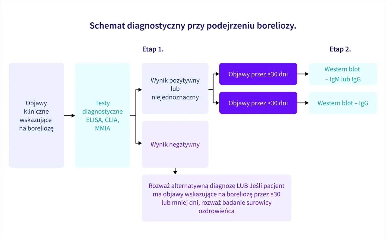 rodzaje test&oacute;w na boreliozę schemat