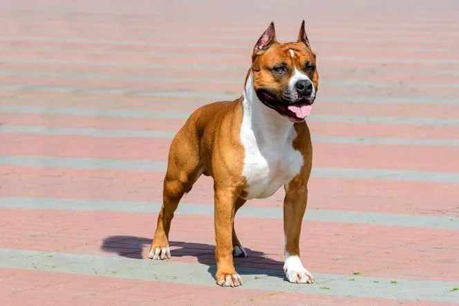 American Staffordshire Terrier z właścicielem pozytywny wizerunek