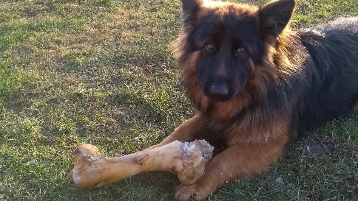 Pies załatwiający się na zewnątrz nagroda