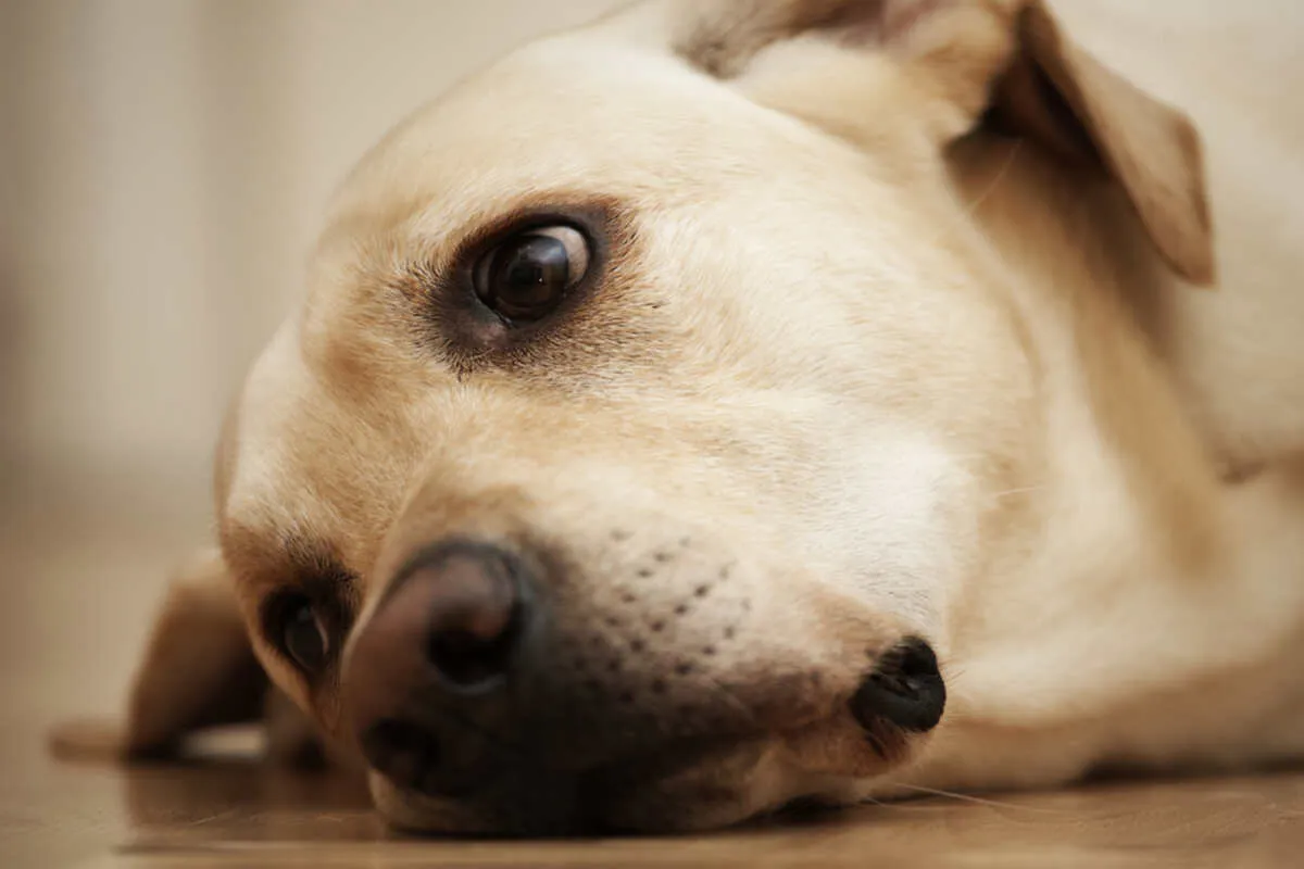 pies z objawami niestrawności