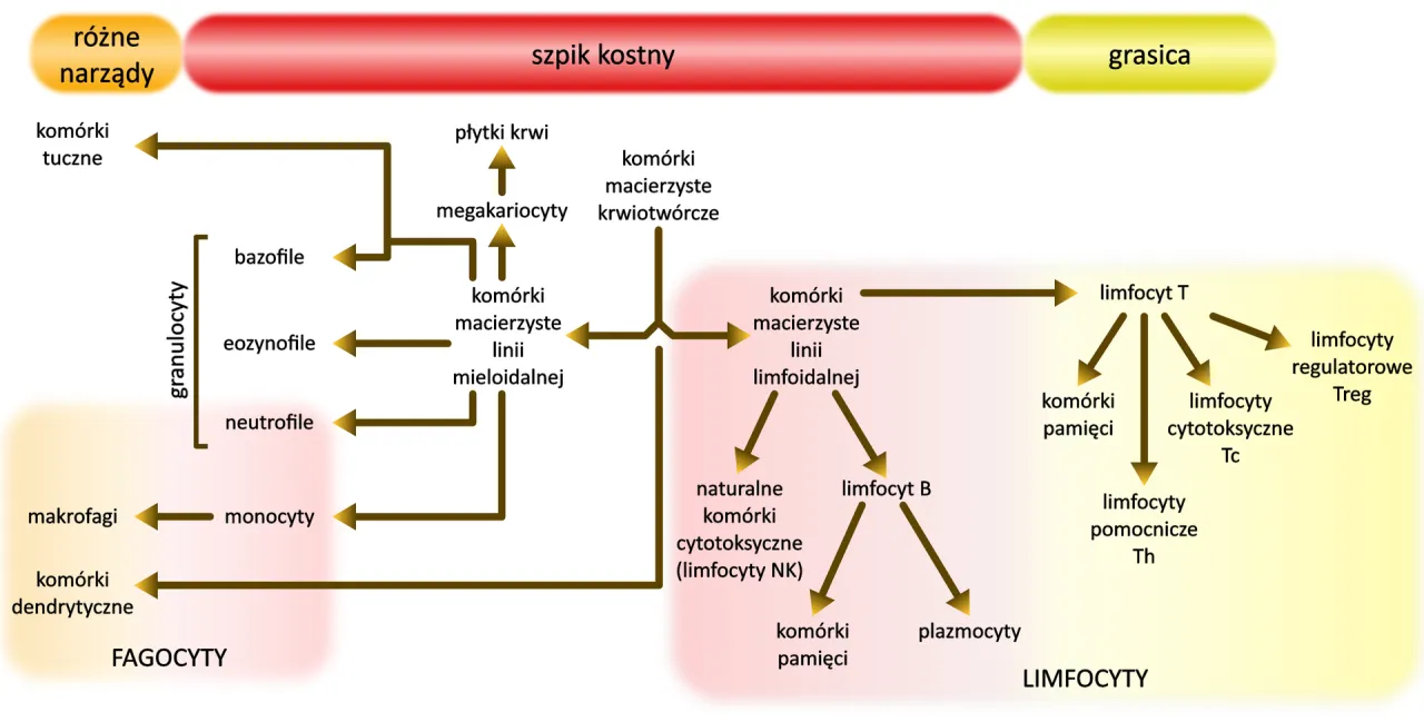 Rodzaje granulocyt&oacute;w schemat
