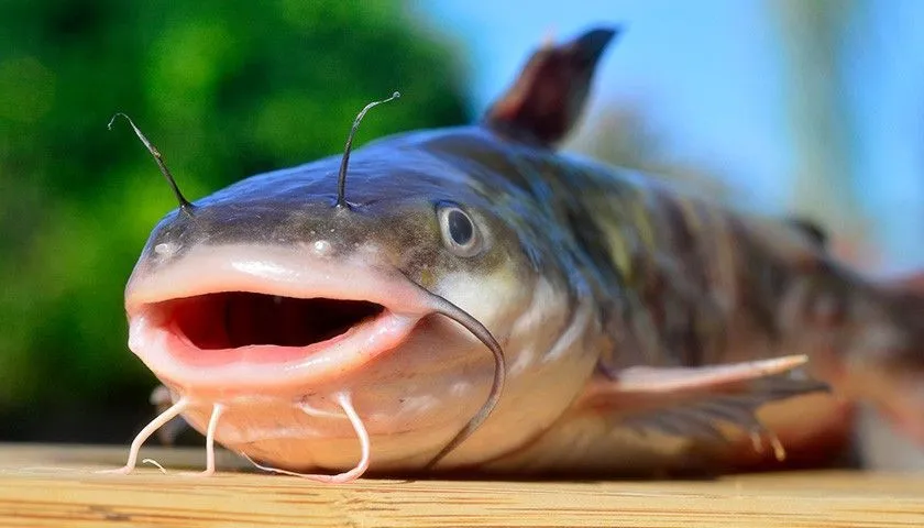 różne naturalne przynęty na suma