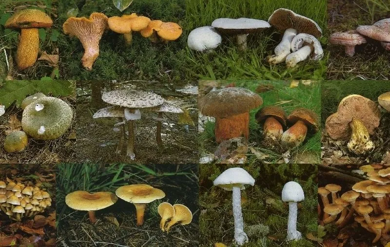 Atlas grzyb&oacute;w jadalnych w Polsce