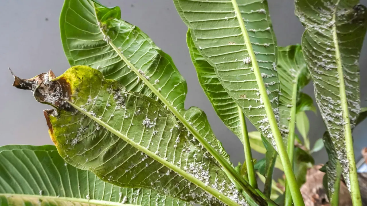 przędziorki mszyce wełnowce objawy na liściach