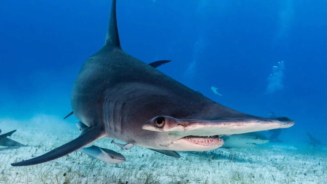 r&oacute;żne gatunki rekin&oacute;w Morza Śr&oacute;dziemnego