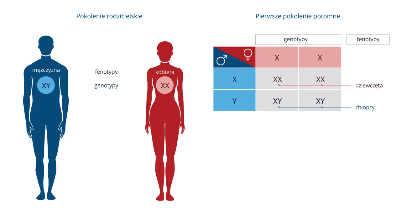 kobieta chromosomy XY
