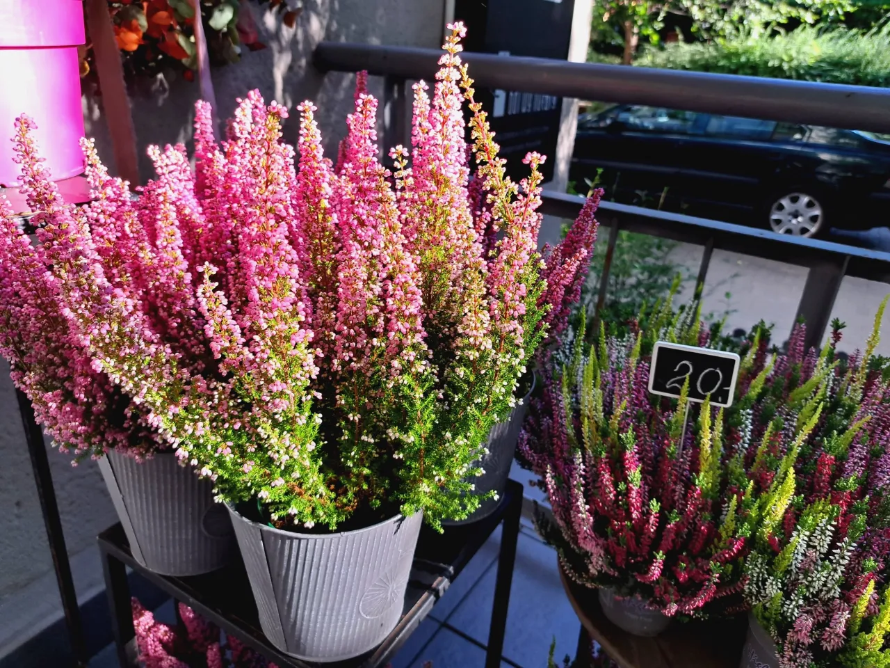 R&oacute;żnice między wrzoścem a wrzosem