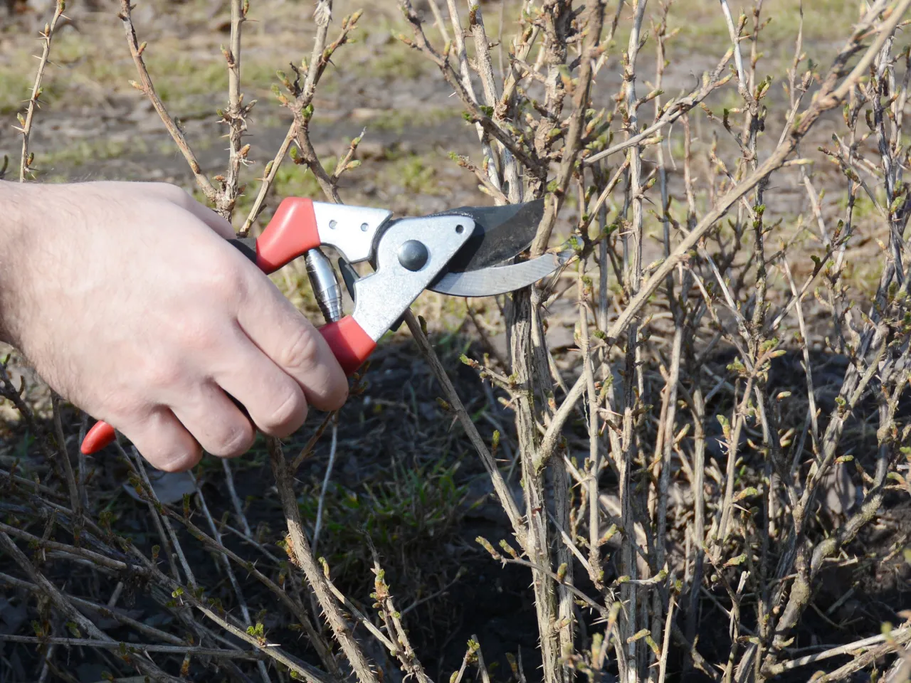 Przycinanie porzeczkoagrestu krok po kroku