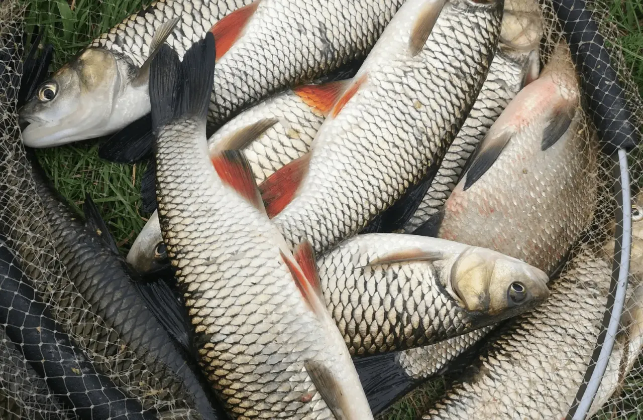 przynęty na różne gatunki ryb w Polsce