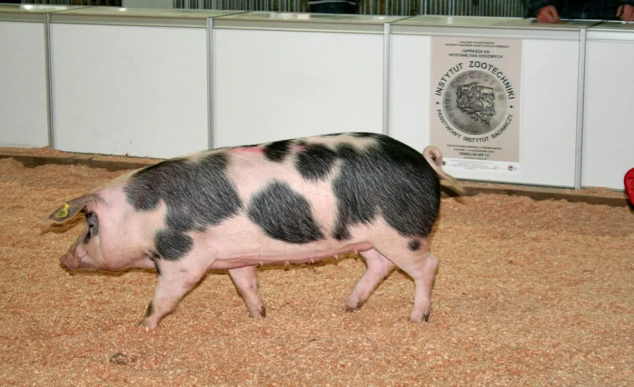 Pies z charakterystycznym łaciatym umaszczeniem, prezentowany na wystawie ras świń.