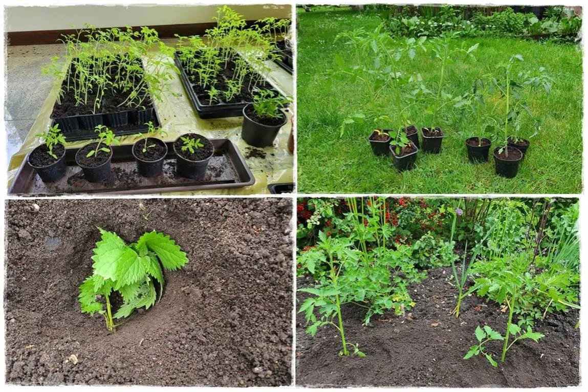 hartowanie rozsady pomidor&oacute;w